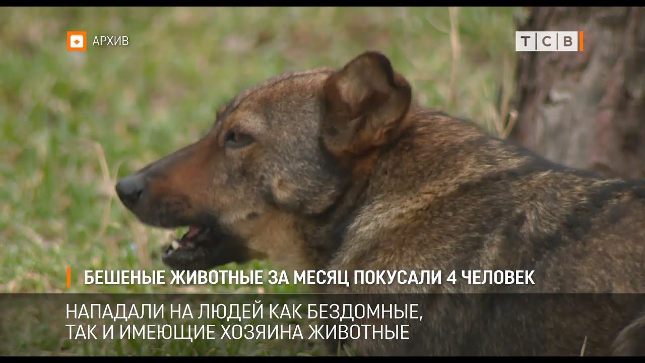 Бешеные животные за месяц покусали 4 человек - YouTube