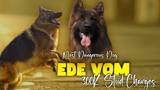 300 K stud Charges | Ede Vom Cacib 2023 | True Breeders | Najaf Entertainment