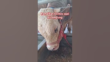 Siap hadir di Kontes sapi lampung #appsi #kontessapiappsi
