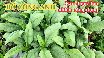 Bồ công anh: rau dược liệu nhiều công dụng bạn nên trồng