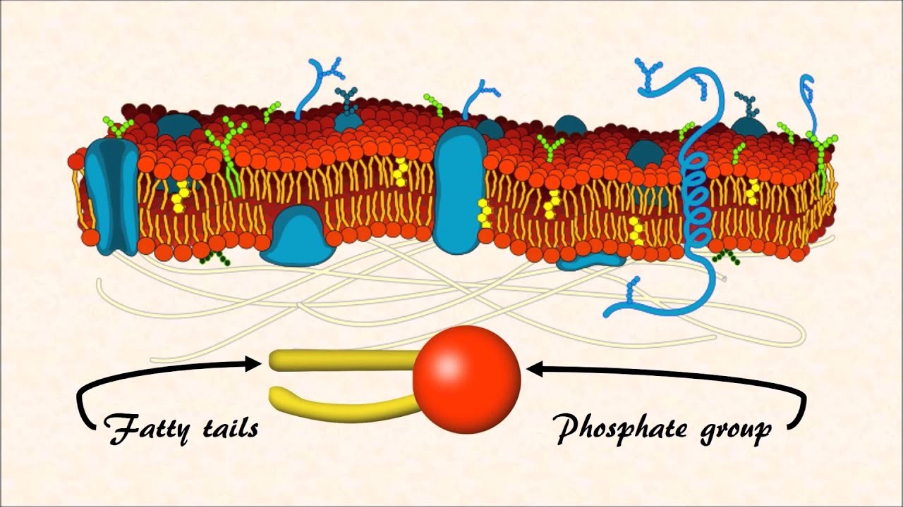 How do emulsions work? YouTube