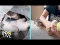 Woman finds kittens that had been thrown in the trash | Positive