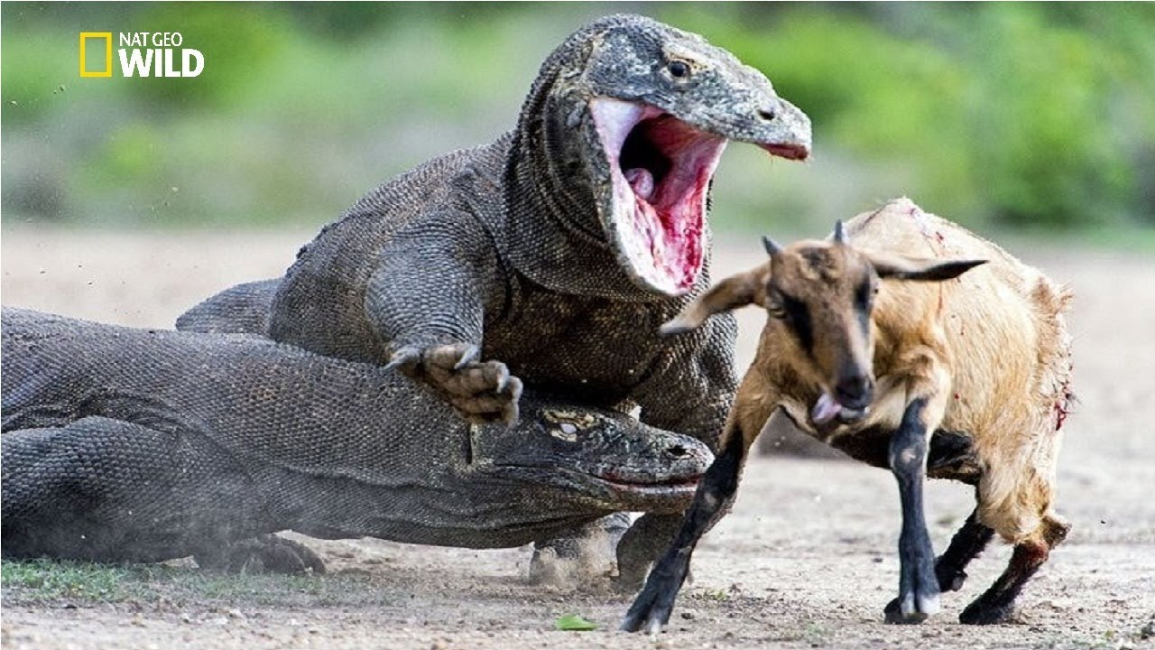 National Geographic - The Most Deadly Apex Predators on Earth - New