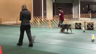 AKC Beginner Novice A  1/15/2023