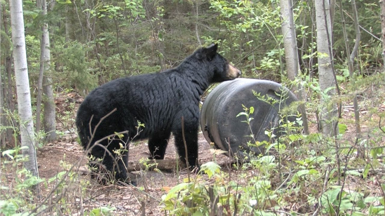 Quebec Bear Hunt YouTube