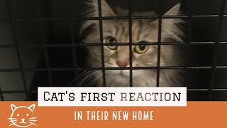 Cats first reaction in their new home.