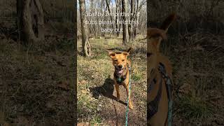 Please help #mybaby #dog #fypシ #sillydog #subscribe