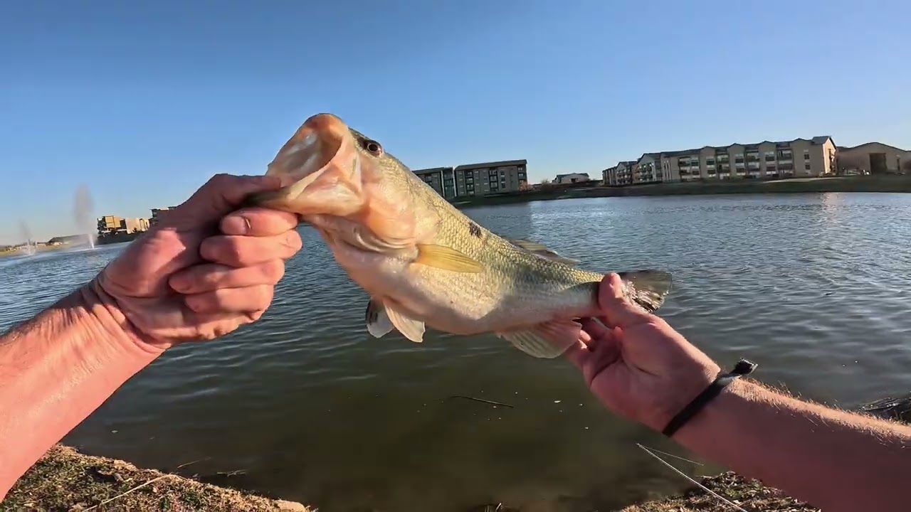 Mercer Lake Carrollton Texas Bass Fishing