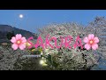 桜道の散歩🌸　＃26