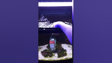 Mantis Shrimp Punching Glass! 🤯