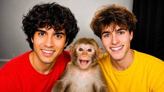 Details Meet Our New Monkey! News