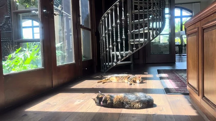 Video 8429421: savannah servalcat, servalcat cat, servalcat savannahcat, savannah cats love, gato savannah