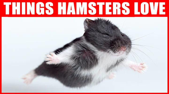 14 Things Hamsters Love the Most - DayDayNews