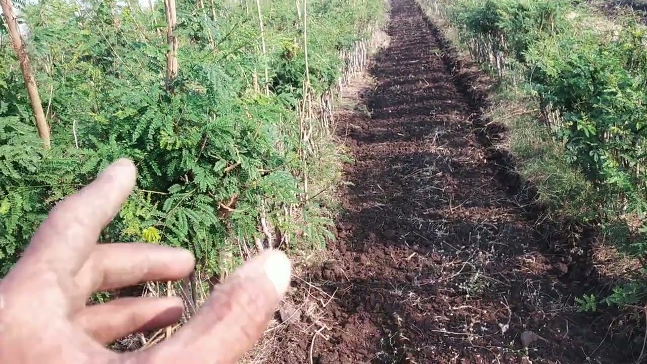 सुबाभूळ शेतीतील मशागत