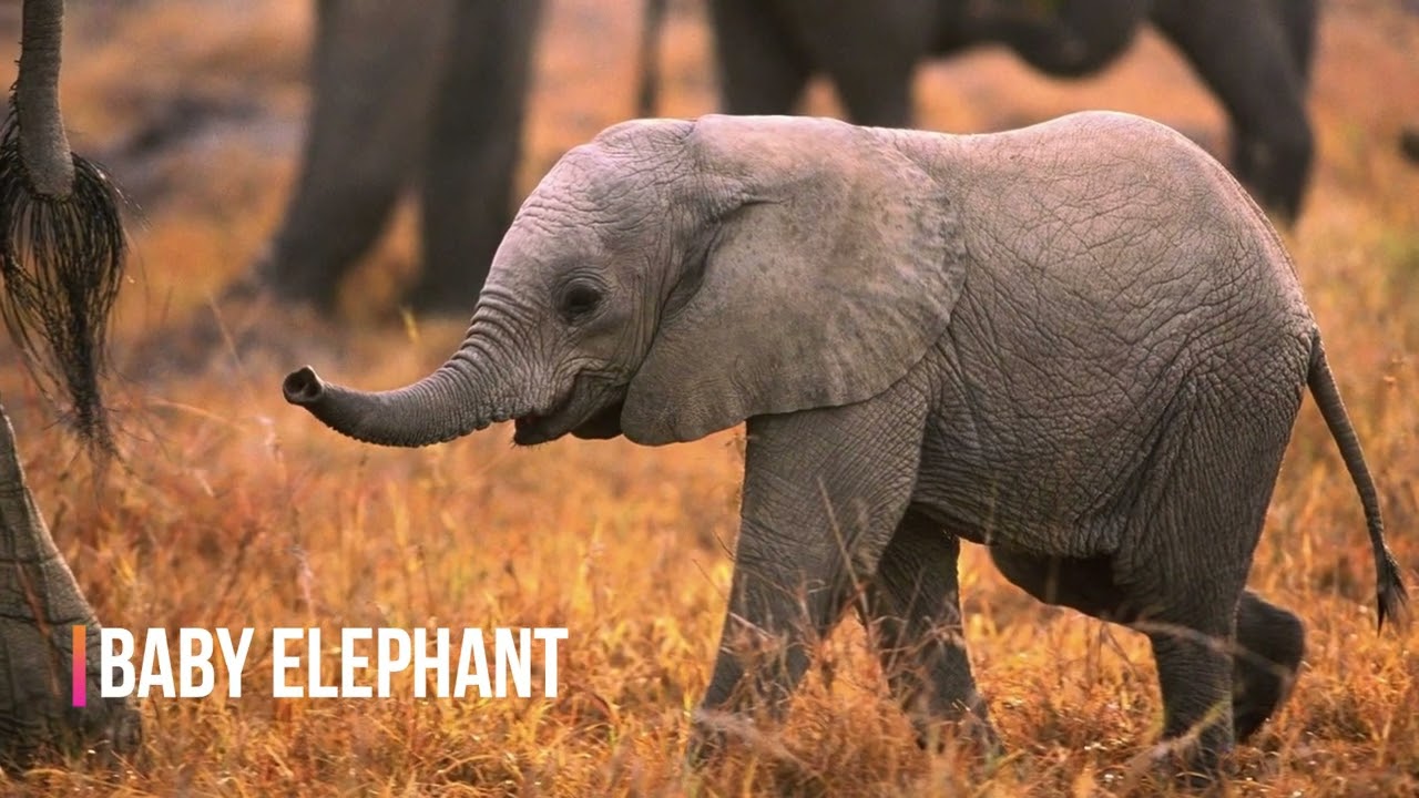 cbd gummy with alcohol