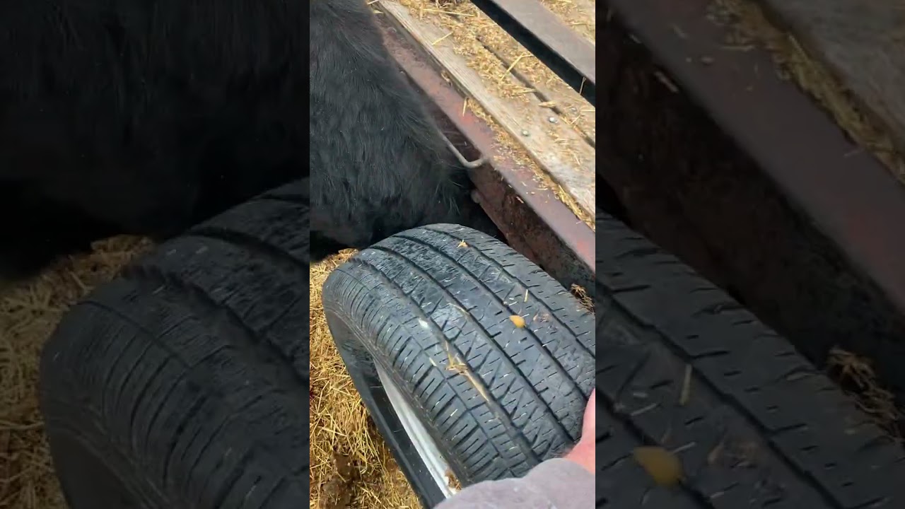Person helps a bull that gets his horn stuck in a tire rim on the trailer!