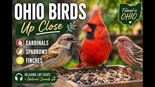Beautiful Ohio Birds Up Close 🐦 Cardinals, Sparrows & Finches | Relaxing LoFi Nature Experience