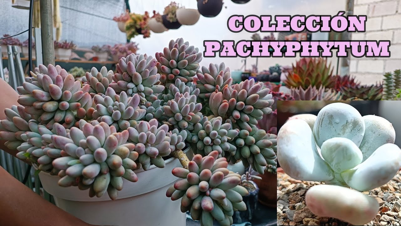 12 pachyphytum en mi colección #pachyphytum #suculentas