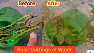 How to grow rose cuttings in water (with result update)