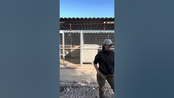 Ein kleiner Einblick in die Auffangstation in Kaposvar #ungarn #tierschutz #hunde #vorOrt