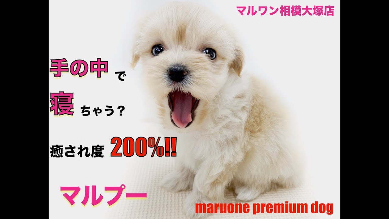 Mix 両親はトイ プードルとマルチーズ 子犬らしい寝姿が可愛いマルプー マルワンblog ペットショップ マルワン 小さめ子犬 美形な子猫 初心者安心のサポート Mix 両親はトイ プードルとマルチーズ 子犬らしい寝姿が可愛いマルプー マルワンblog ペットショップ マルワン 小さめ子犬 美形な子猫 初心者安心のサポート