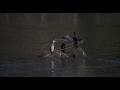 Vido arienne de llot cormorans   confluent   buzzfilm production  lotgaronne