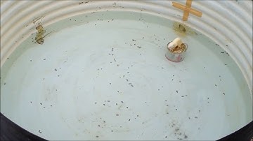 Morris water maze training 1