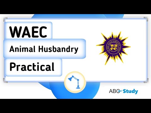 animal husbandry essay waec 2023