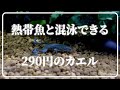 ちっちゃいカエルを熱帯魚水槽に入れました aquarium