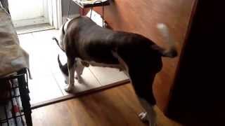 Pitbull Vs Kitty Chacha N Chinchin Playtime