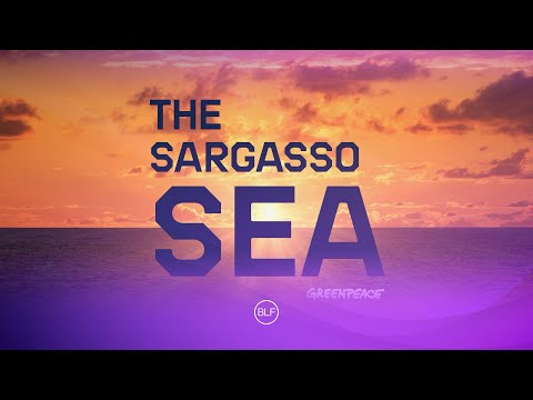 Greenpeace-Sargasso Sea Social Ad