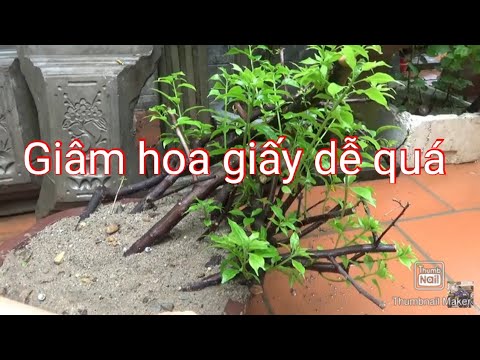 Video Cách giâm cành hoa giấy đơn giản, thành công - youtube