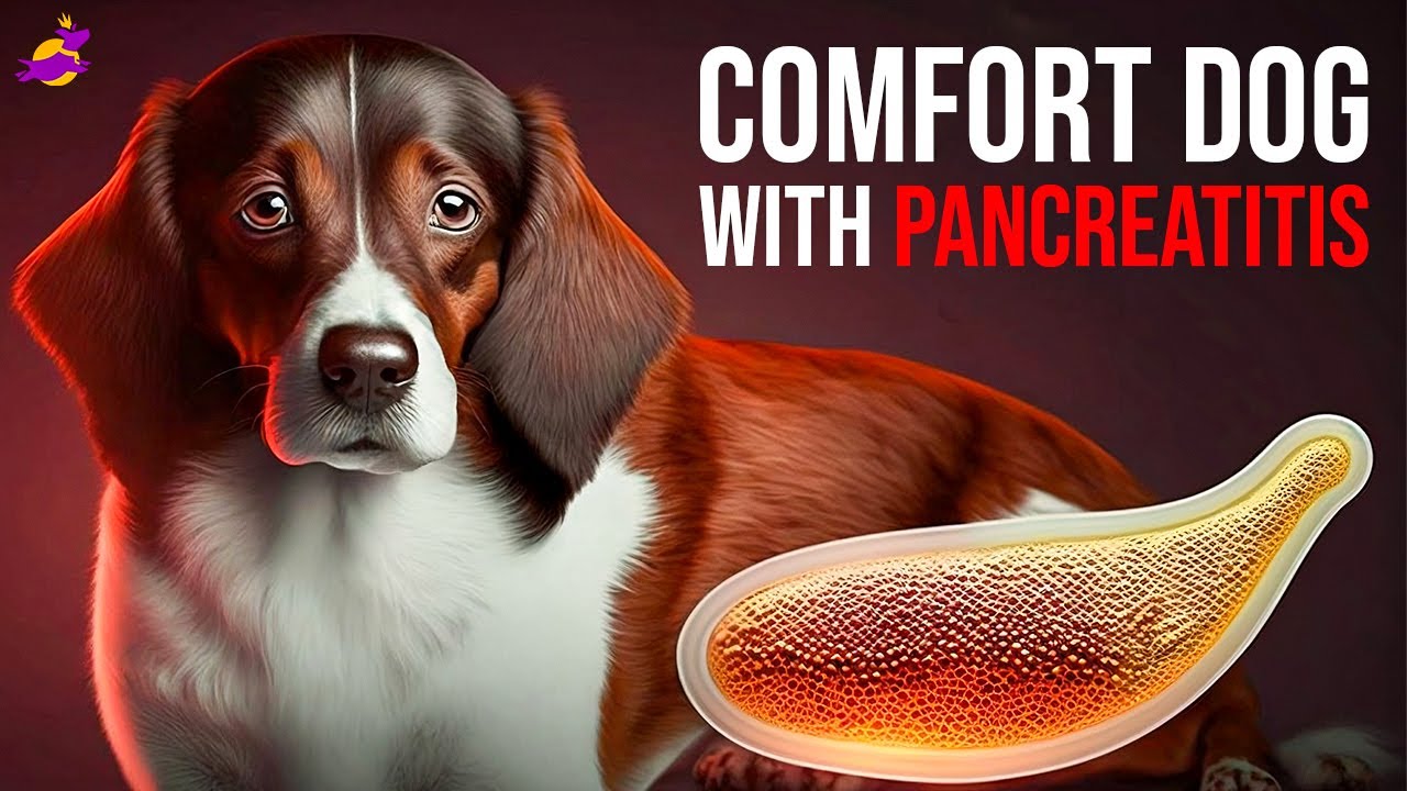 How To Comfort A Dog With Pancreatitis