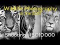 Wildlife Photography at ISO 10,000 - Zoo Photography Yorkshire Wildlife Centre