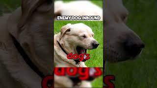 Enemy Dog Inbound