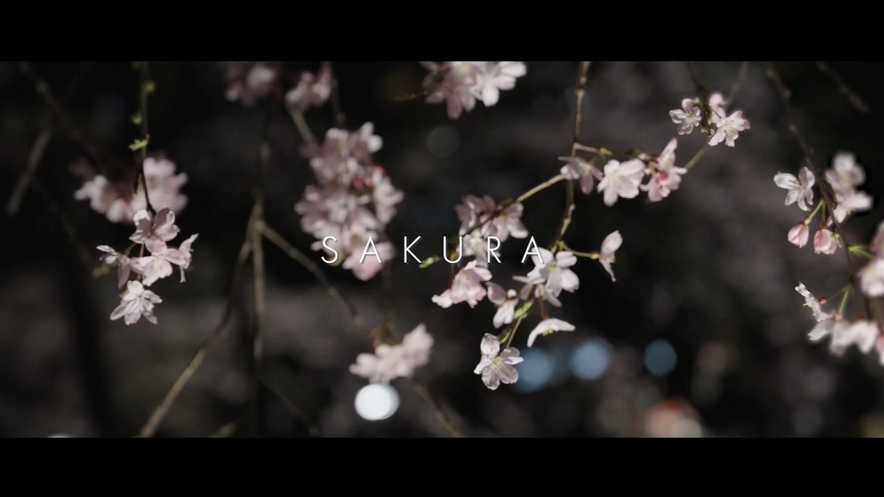 桜の習作 — Sakura Studies, 2024のYouTubeサムネイル