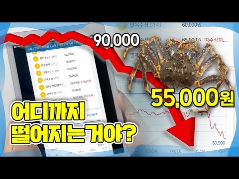 킹크랩 가격이 떨어지고 있습니다.