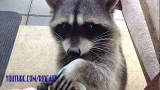 Fred the Friendly Raccoon  Part 2