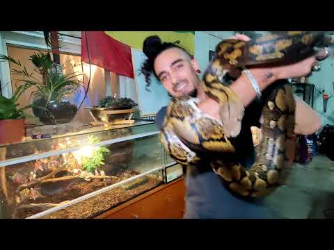 נחשים גדולים - פיתון מרושת