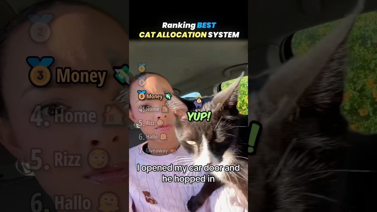 Ranking BEST CAT ALLOCATION SYSTEM Core Moments!! 🐱🎁