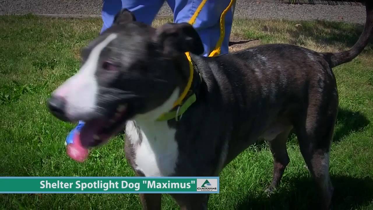 oregon dmv Dog of the Week: Maximus