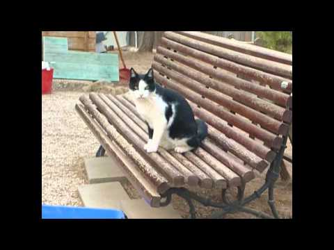 Vídeo: Community Cat Garden Dóna Als Gats Salvatges Una Segona Oportunitat De Vida