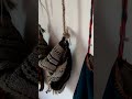 11 юни 2026 г.Трявна