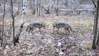 Trail Cam  Coyote Compilation