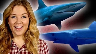 10 Reasons Why Sharks Are Awesome! | Shark Week Special | The Travel Edit