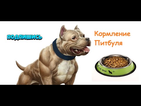 Щенки питбуля: как составить идеальный рацион