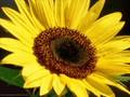 Tagtraum - Sonnenblume