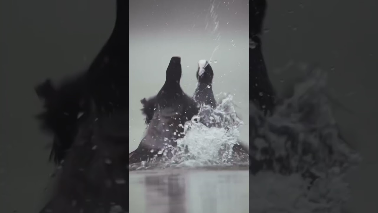 Bird Fight in Water !! 