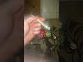 2 Gram Joint 2 Gram Joint