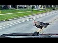 A Wisconsin Turkey's Fearless Showdown